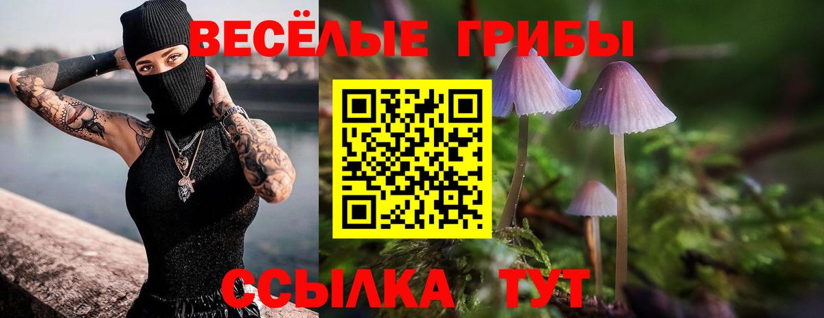 Галлюциногенные грибы Psilocybe Клинцы